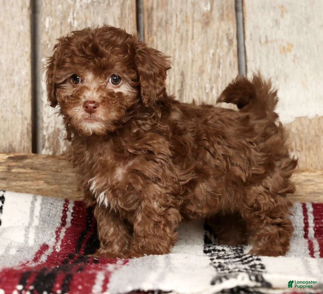 Havapoo dogs for sale: Stella - Ad 2