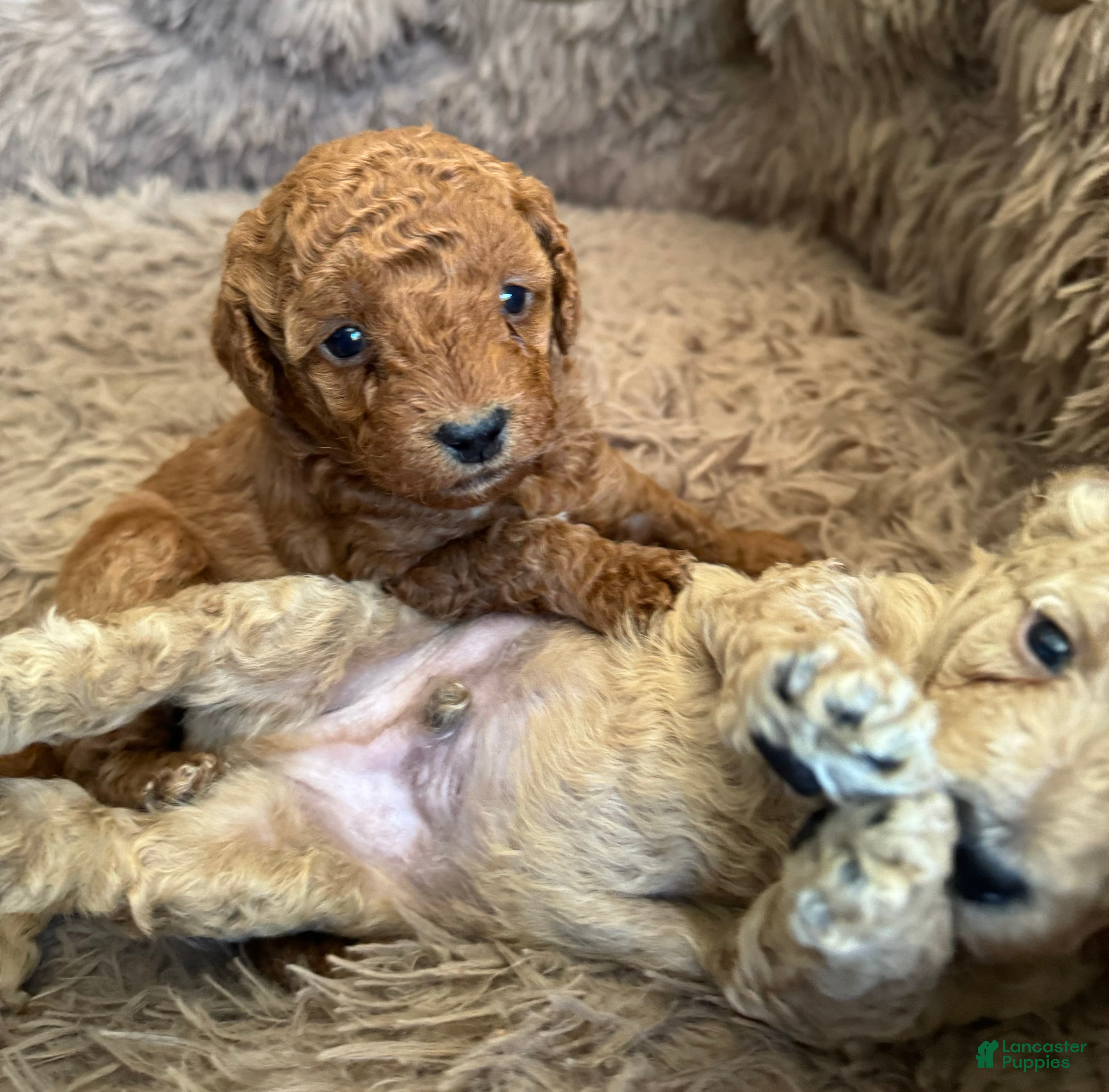Mini Goldendoodle dogs Rory - Ad 2