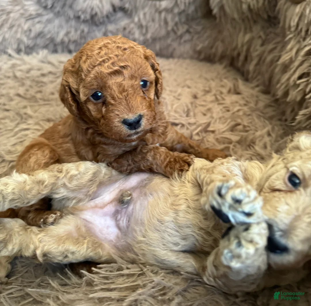 Mini Goldendoodle dogs for sale: Rory - Ad 2