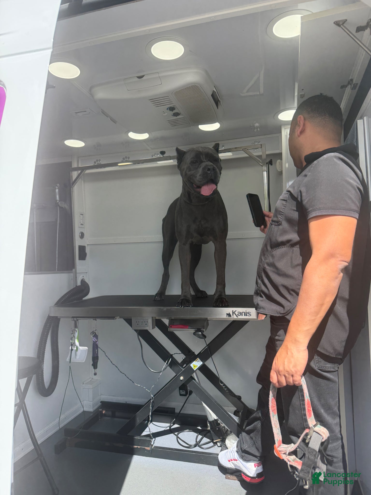 Cane Corso dogs Cane Corso Puppy 1 - Ad 2