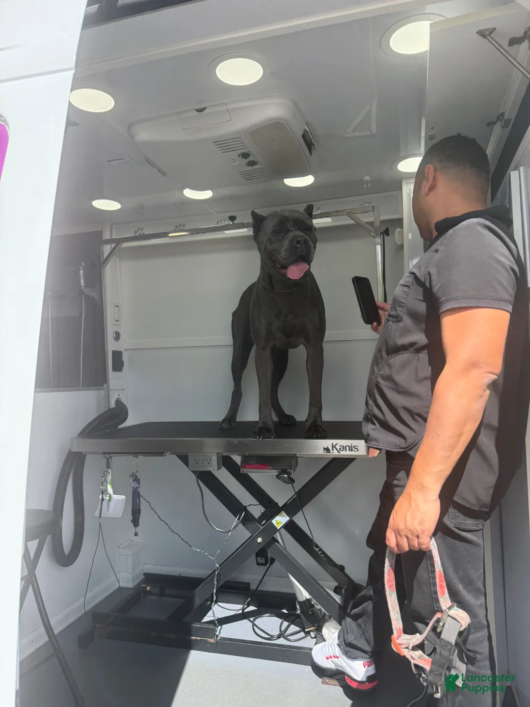 Cane Corso dogs for sale: Cane Corso Puppy 1 - Ad 2