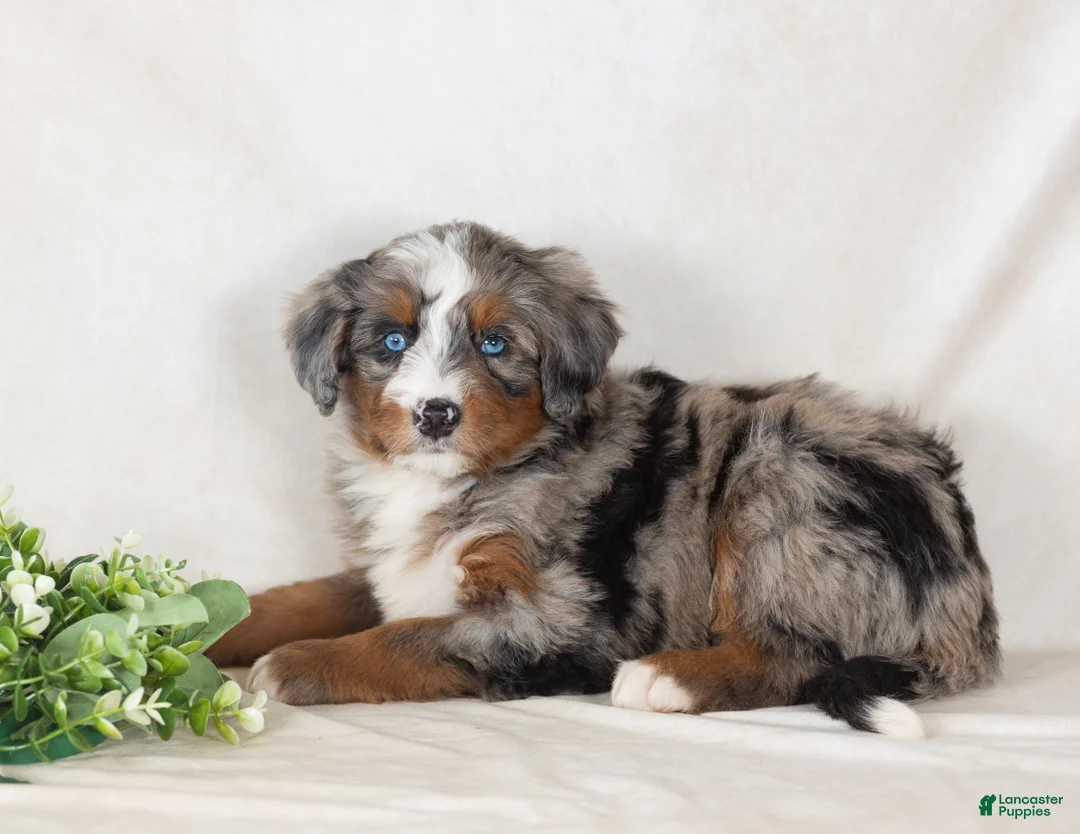 Bernedoodle dogs for sale: Scout - Ad 1