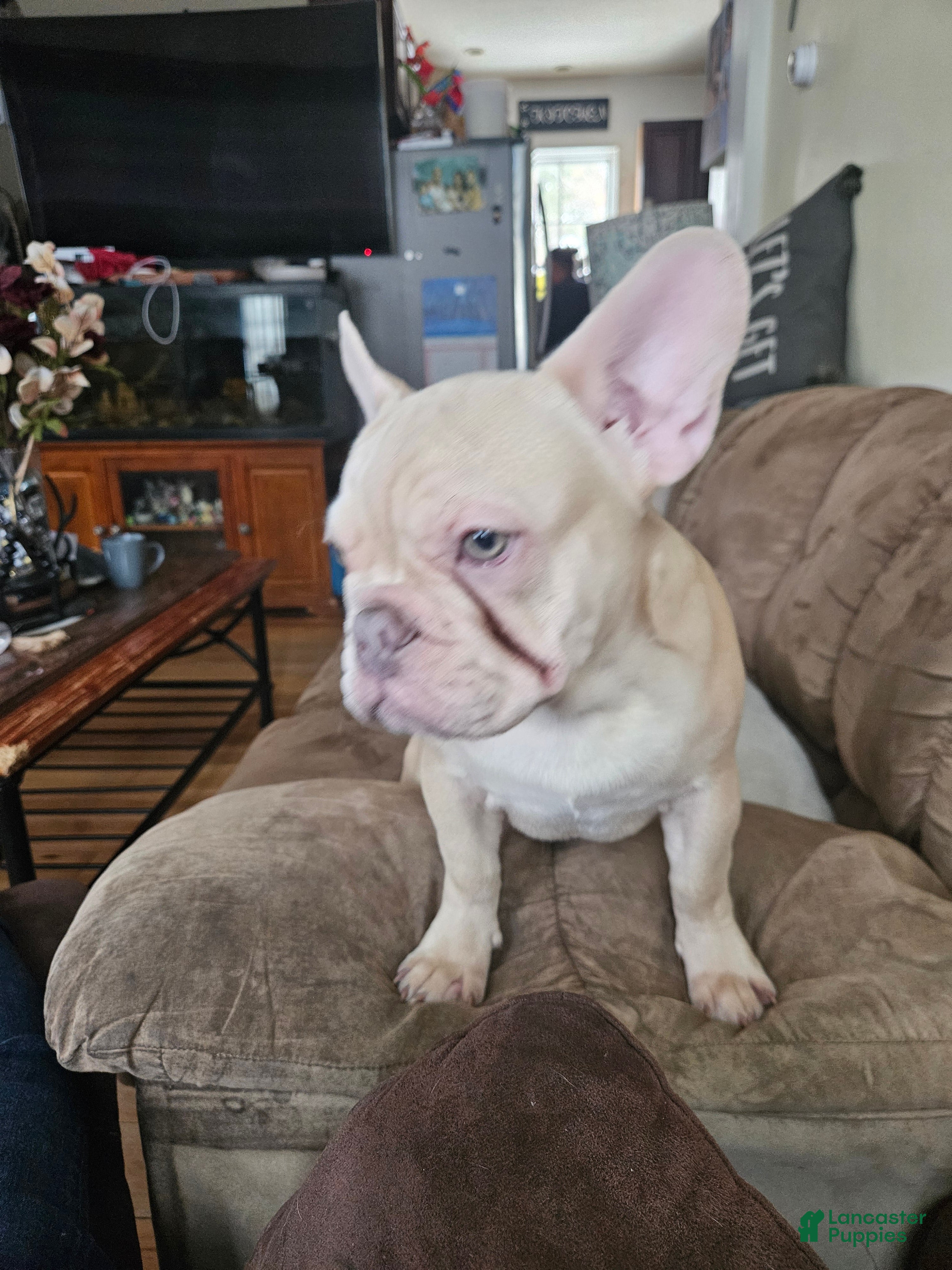 French Bulldog dogs French Bulldog Puppy 3 - Ad 4