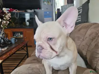 French Bulldog dogs French Bulldog Puppy 3 - Ad 11