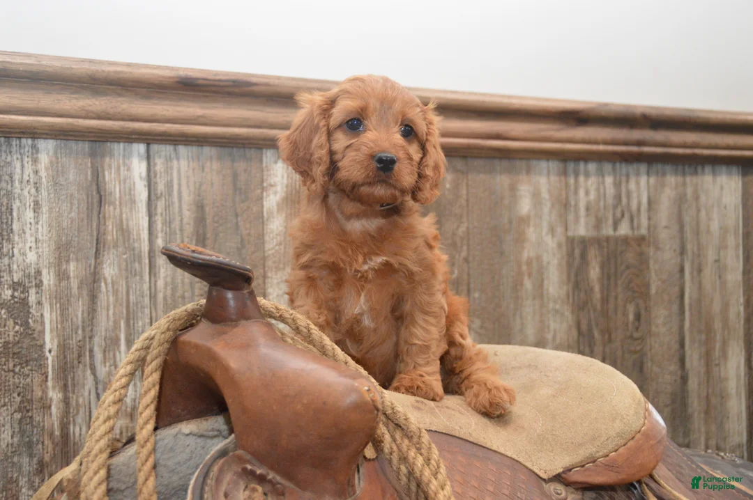 Cavapoo dogs for sale: Libby - Ad 2