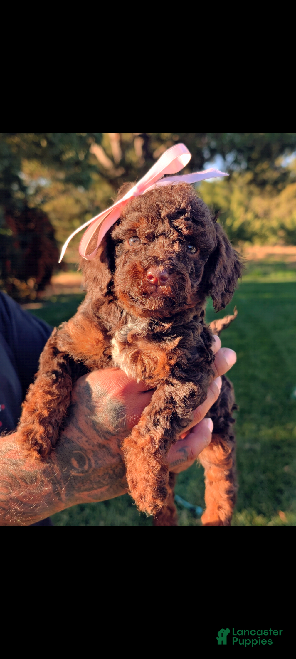 Mini Bernedoodle dogs for sale: MORTICIA - Ad 2