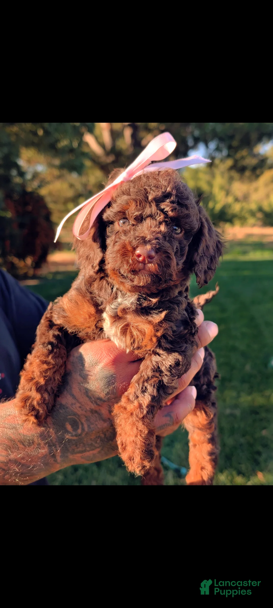 Mini Bernedoodle dogs for sale: MORTICIA - Ad 1