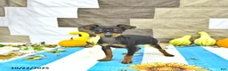 Miniature Pinscher dogs for sale: Trent - Ad 3