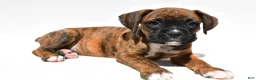 Boxer dogs for sale: Stevie - Ad 1