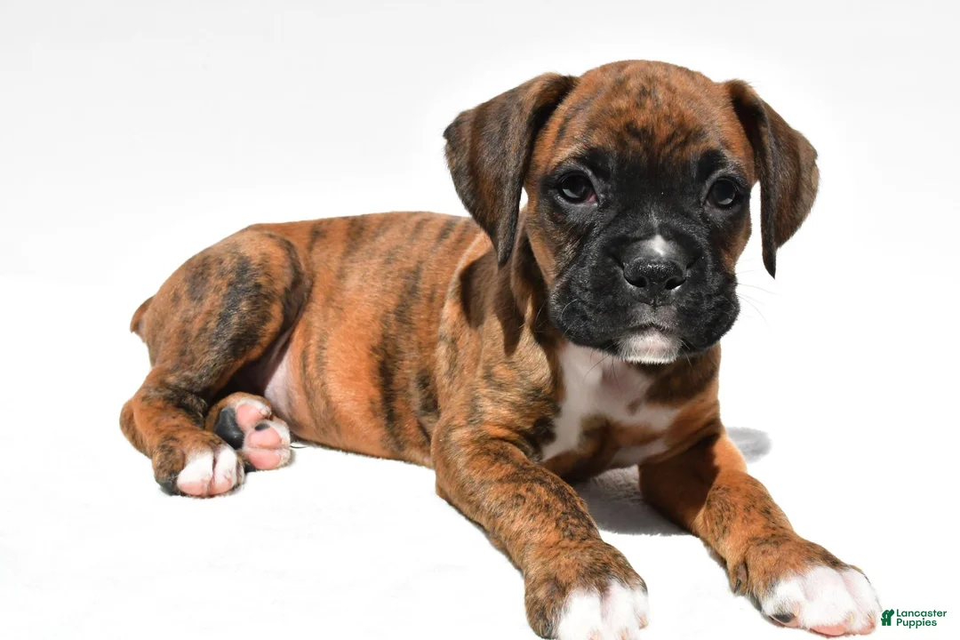 Boxer dogs for sale: Stevie - Ad 1