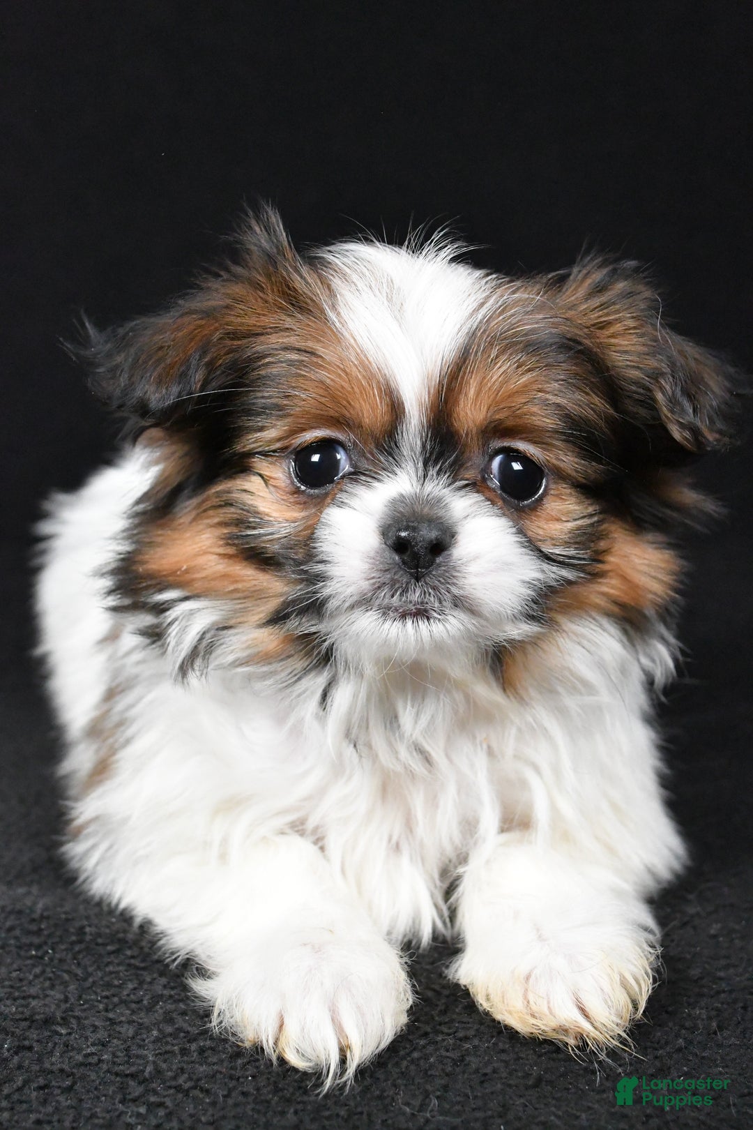 Mixed Breed dogs for sale: Anson - Ad 4