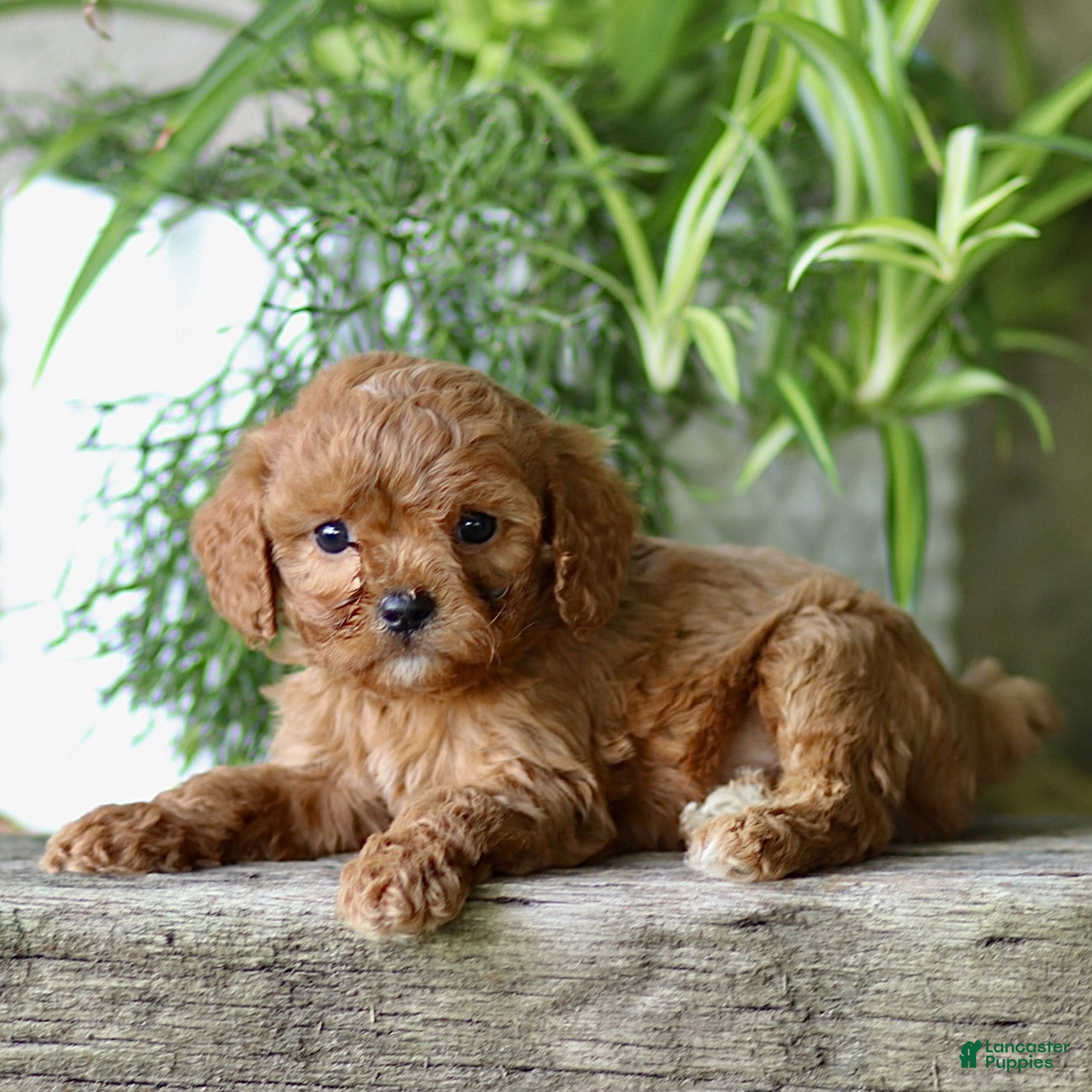 Cavapoo dogs Claudio  - Ad 2