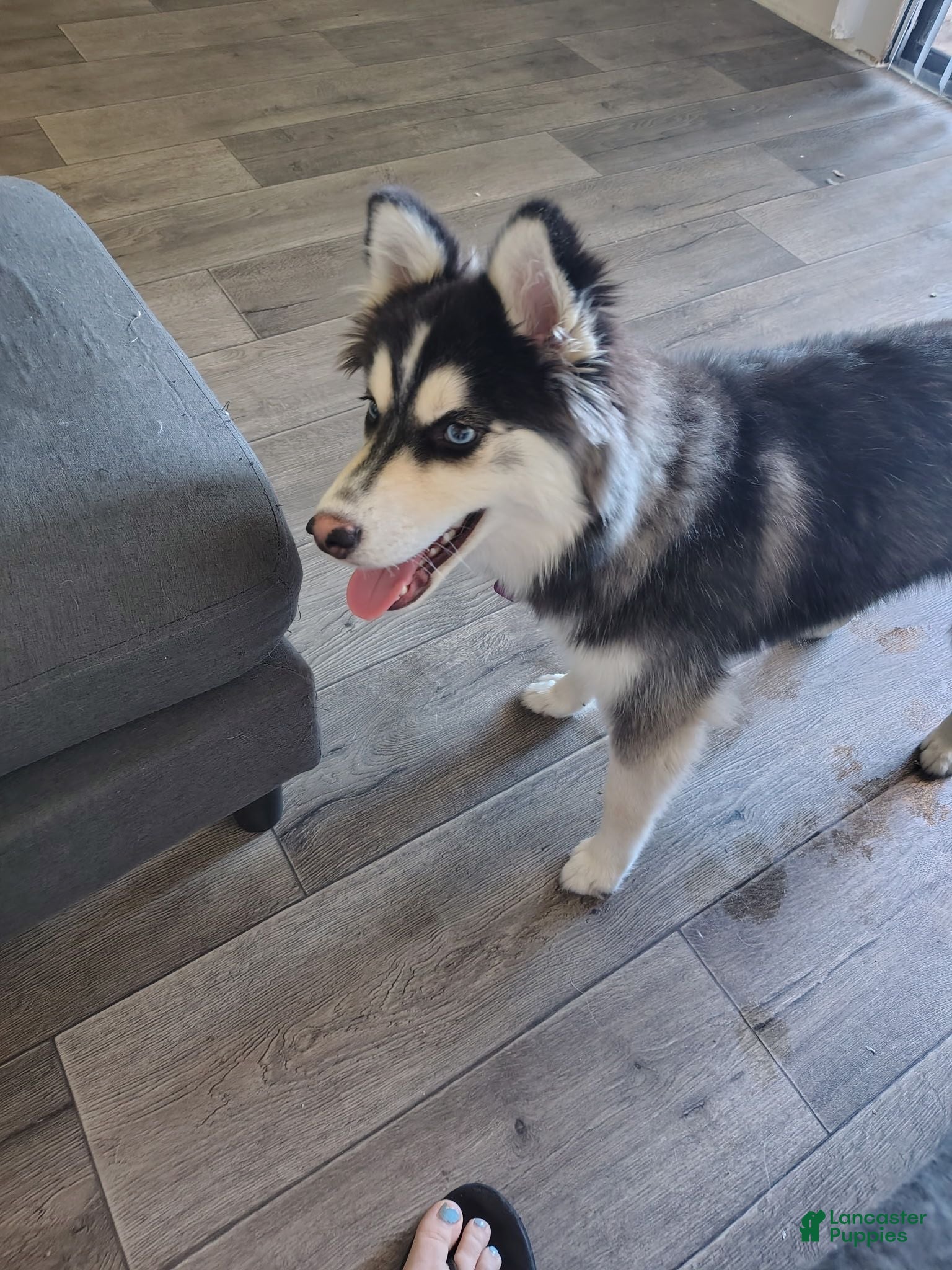 Pomsky dogs Pomsky 1 - Ad 1