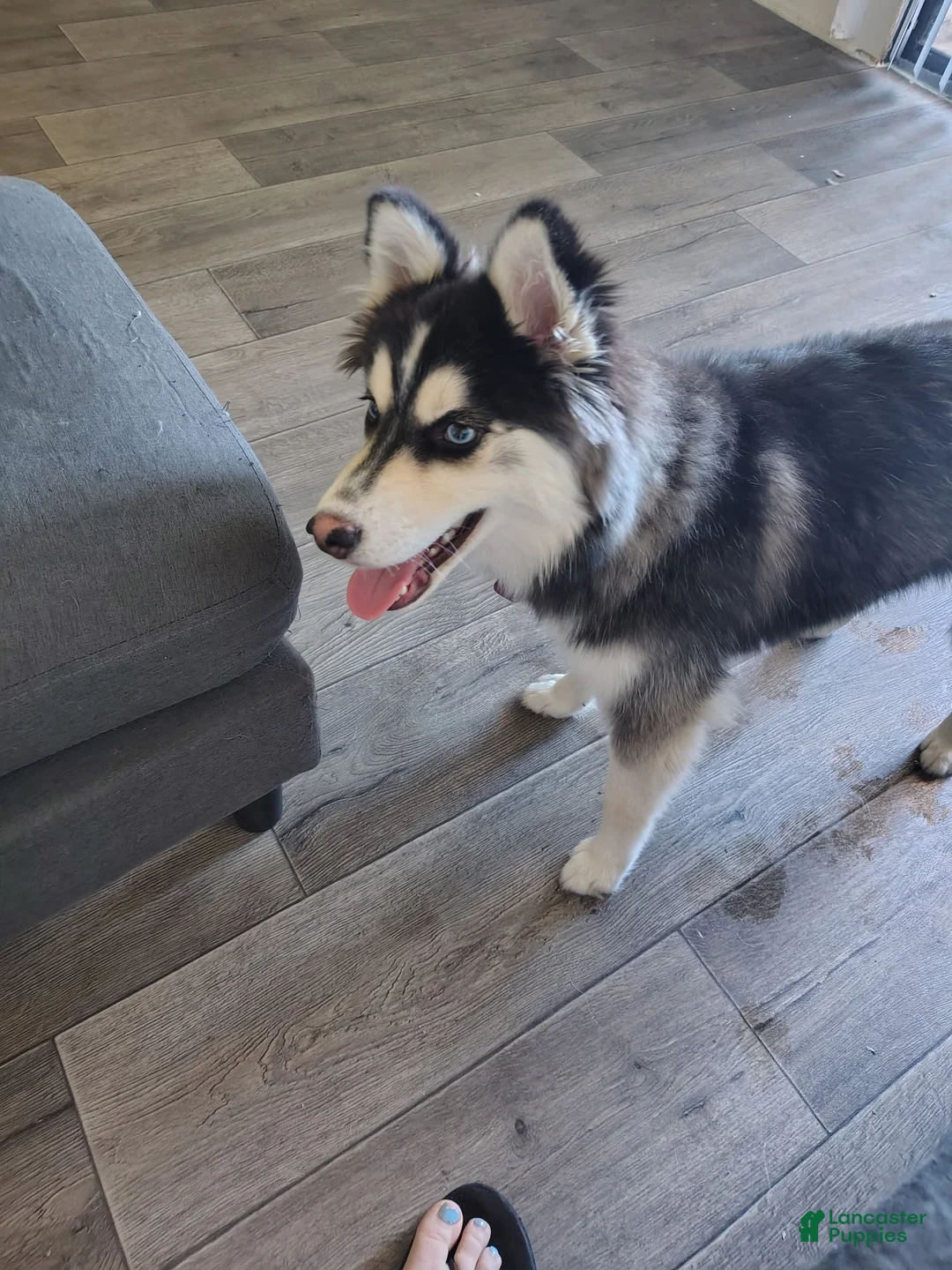 Pomsky dogs for sale: Pomsky 1 - Ad 1