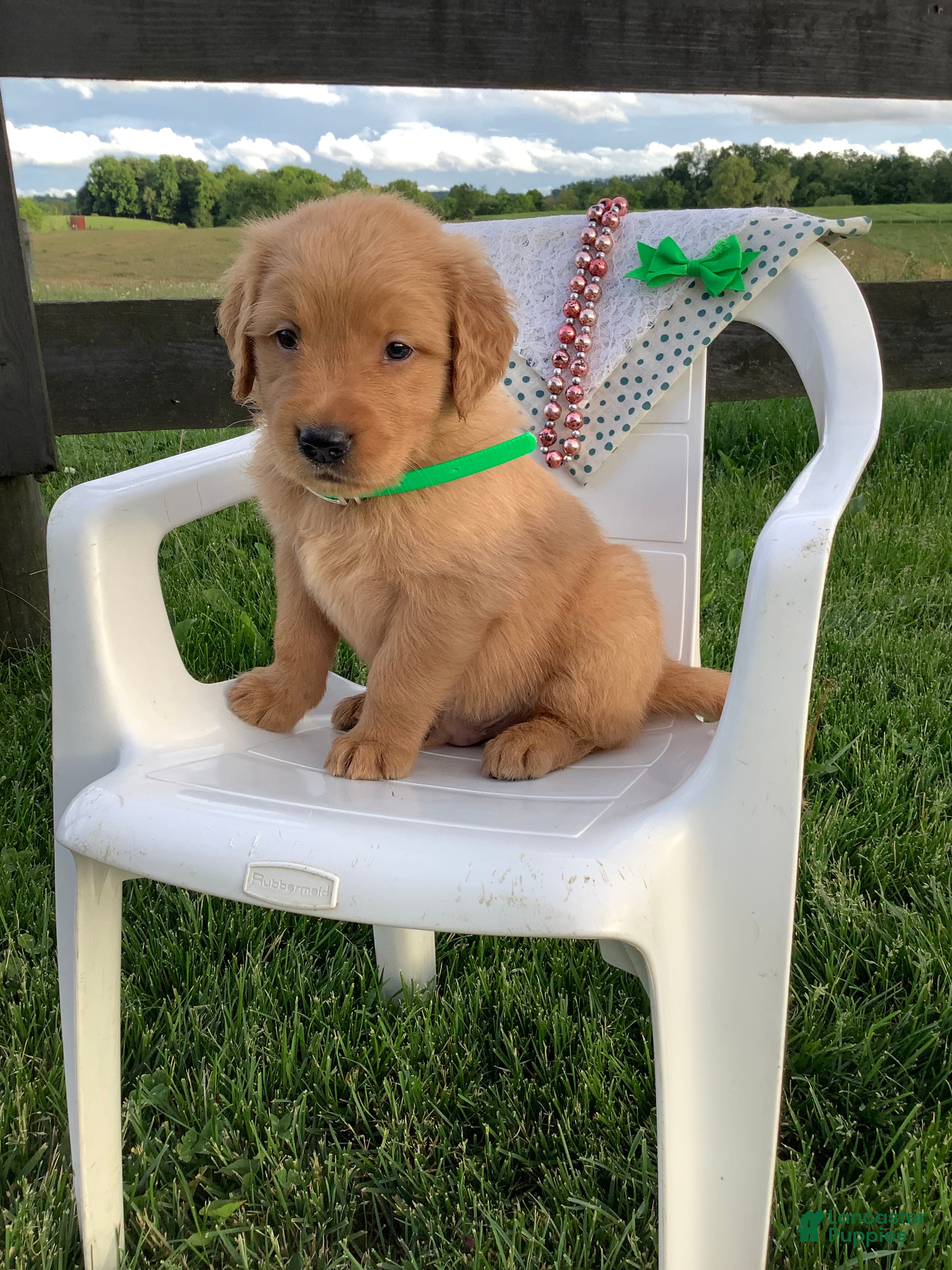 Golden Retriever dogs for sale: Golden Retriever Ticker - Ad 4