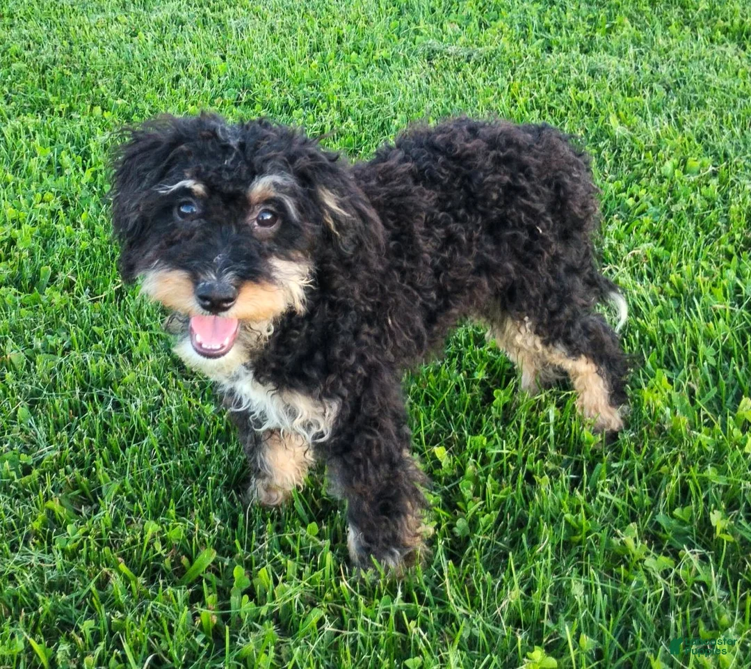Mini Bernedoodle dogs for sale: Phantom - Ad 1