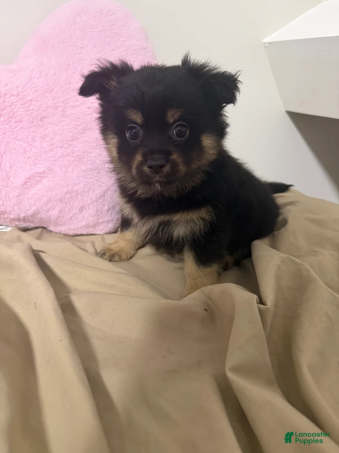 Pomchi dogs for sale: Pomchi Puppy 6 - Ad 2