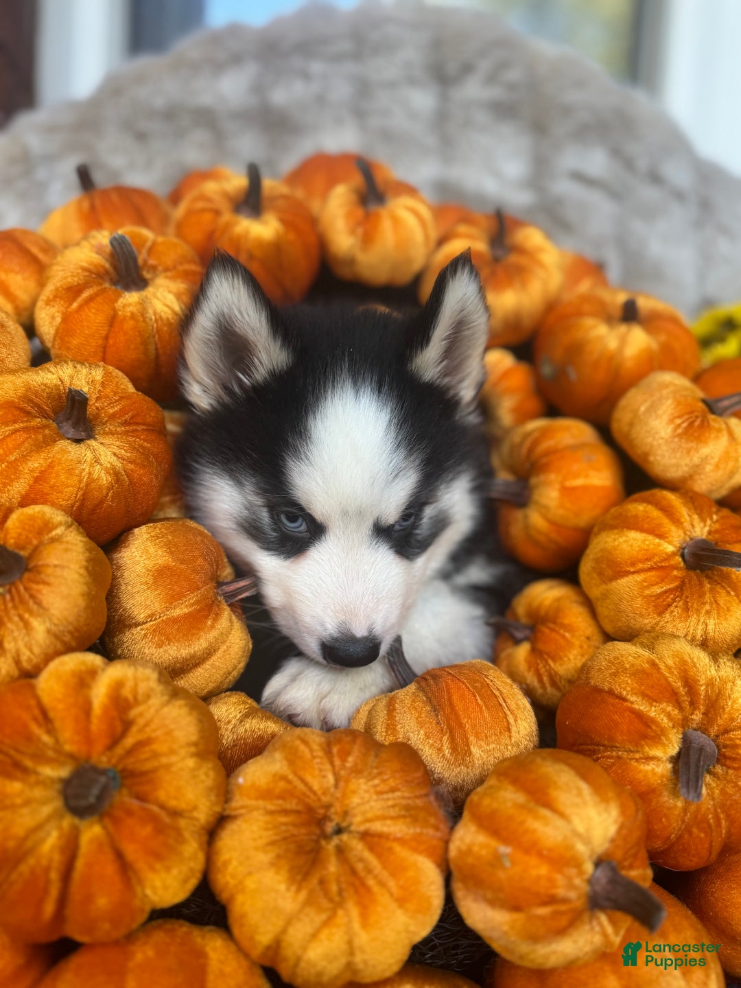 Siberian Husky dogs for sale: Siberian Husky Puppy 3 - Ad 10