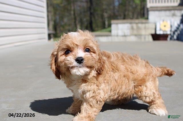 Cavachon dogs Jasmine - Ad 1
