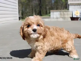 Cavachon dogs for sale: Jasmine - Ad 1