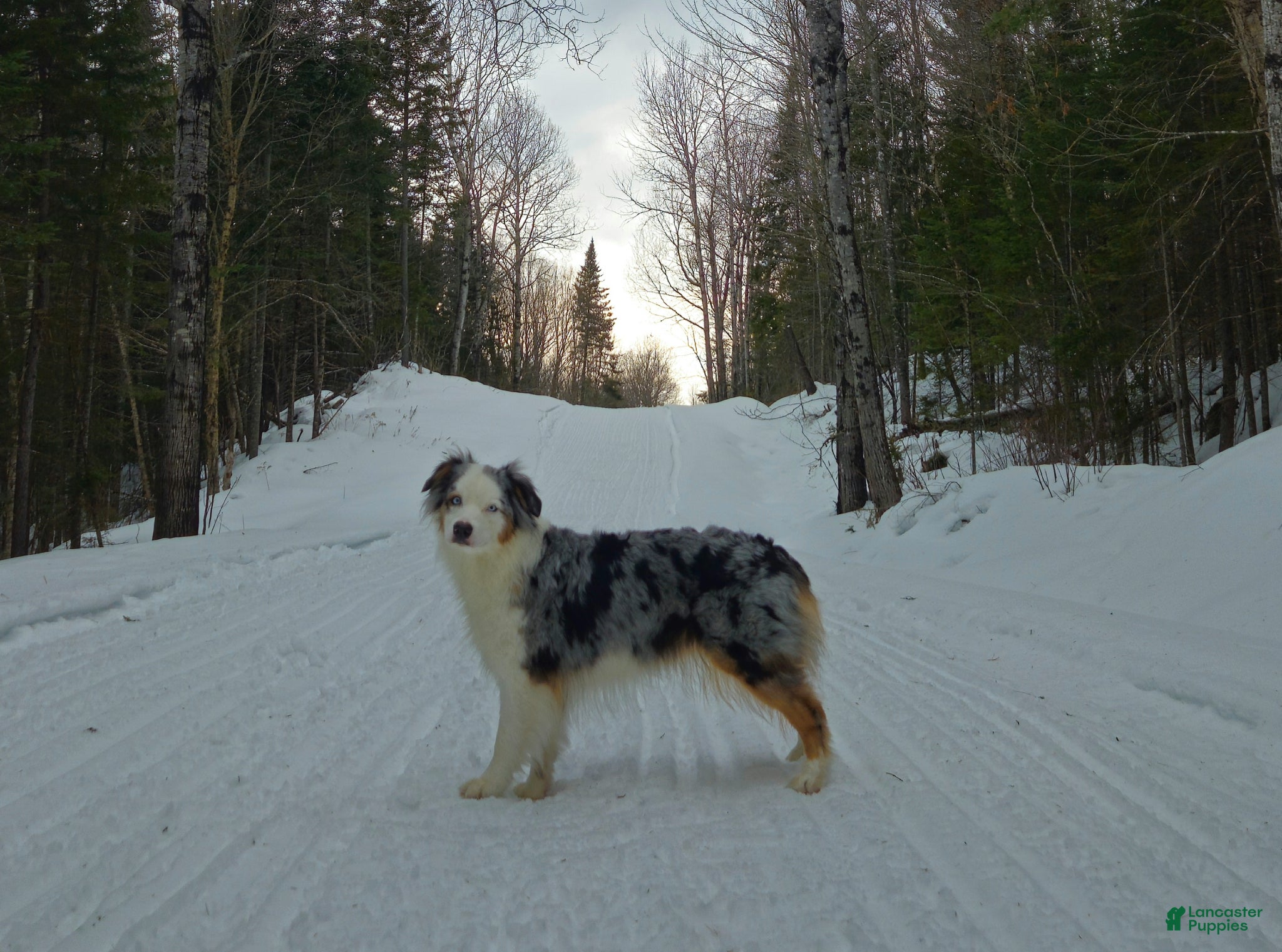 Australian Shepherd dogs for sale: Willow - Ad 2