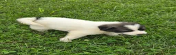 Great Pyrenees dogs for sale: Cupid - Ad 13