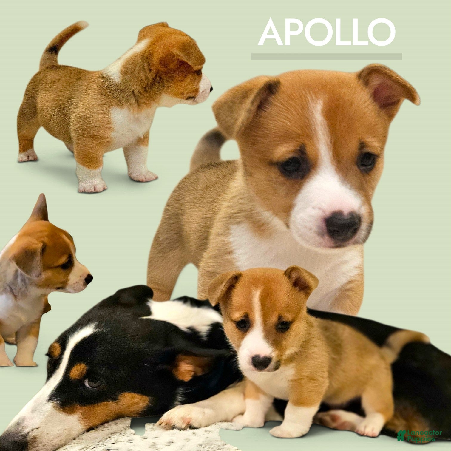 Mixed Breed dogs Apollo - Ad 1