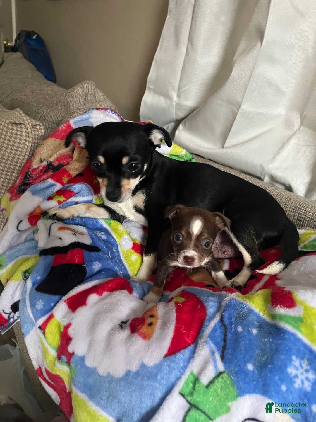 Chihuahua dogs for sale: Chihuahua Puppy 3 - Ad 3