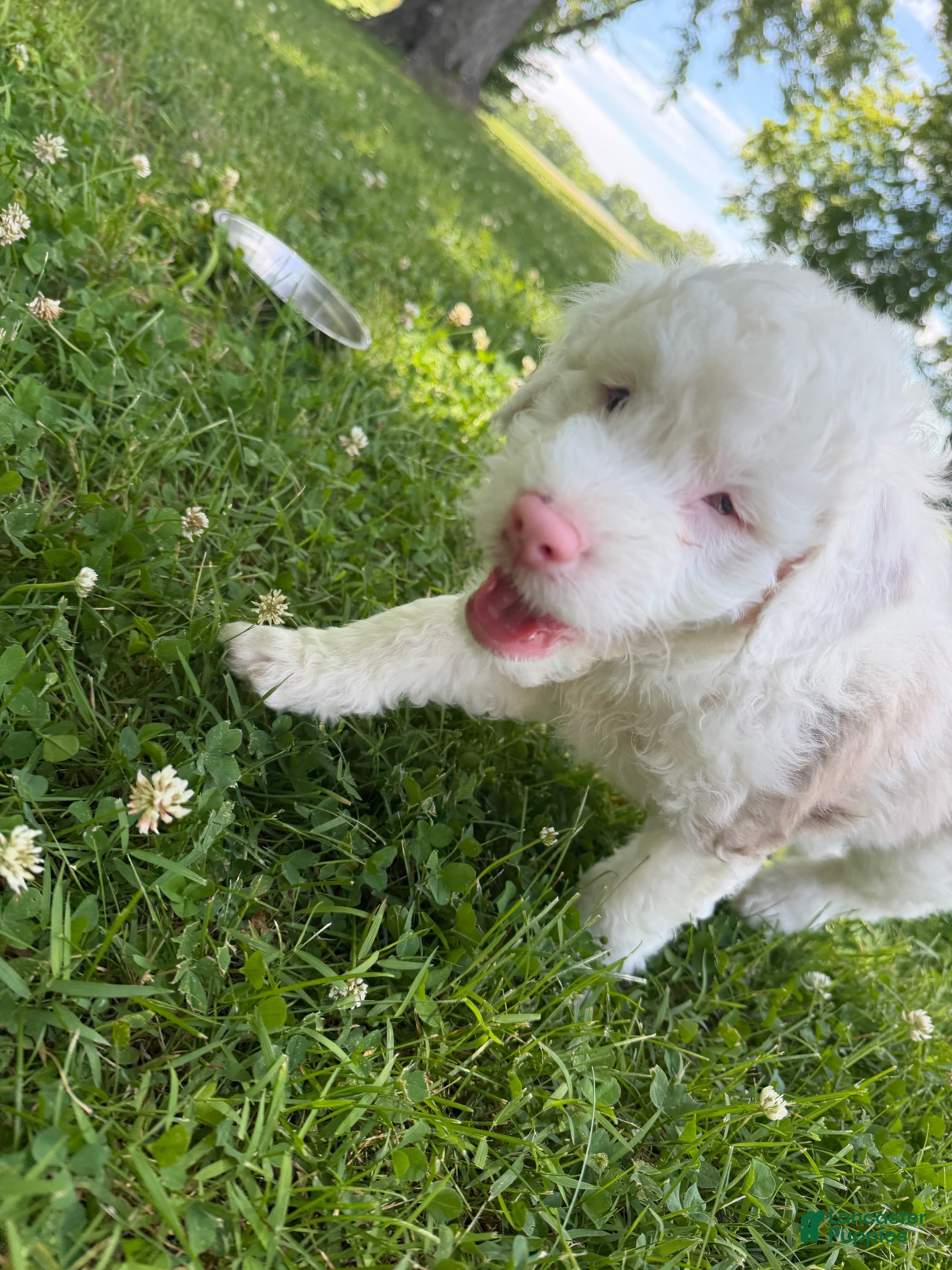 Mixed Breed dogs Mixed Breed 2 - Ad 32