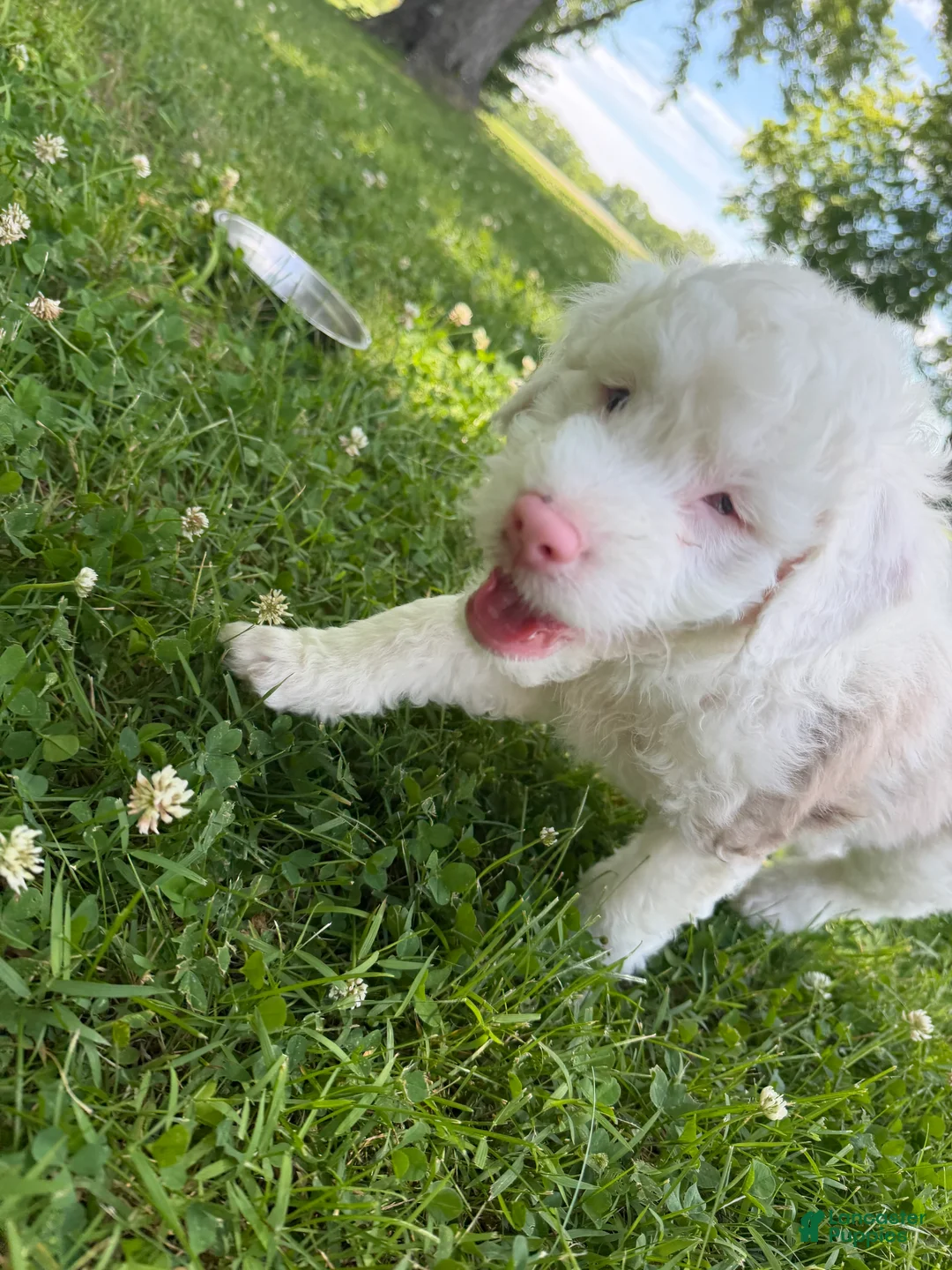Mixed Breed dogs for sale: Mixed Breed 2 - Ad 1