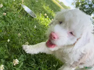Mixed Breed dogs Mixed Breed 2 - Ad 32