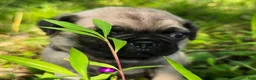 Pug dogs for sale: Manny - Ad 14