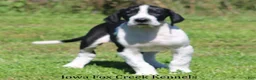 Great Dane dogs for sale: Great Dane 3 - Ad 7