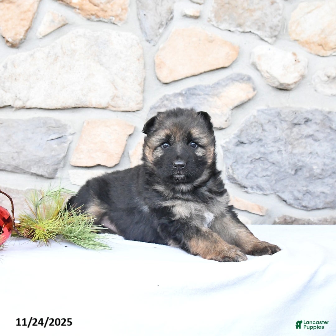 German Shepherd dogs for sale: Clover - Ad 4