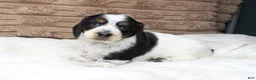 Dachshund dogs for sale: Sam - Ad 5