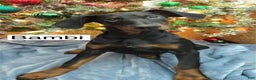 Doberman Pinscher dogs for sale: Bambi - Ad 4