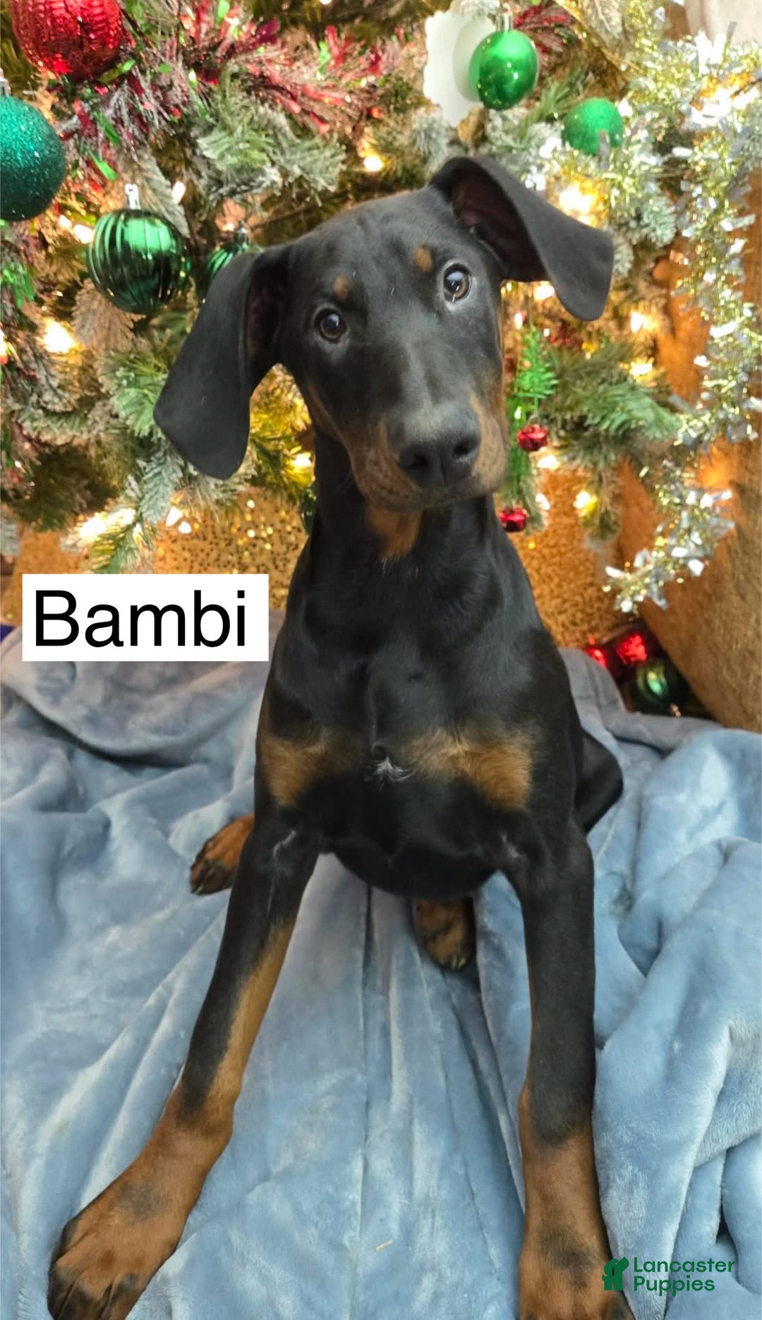 Doberman Pinscher dogs for sale: Bambi - Ad 4