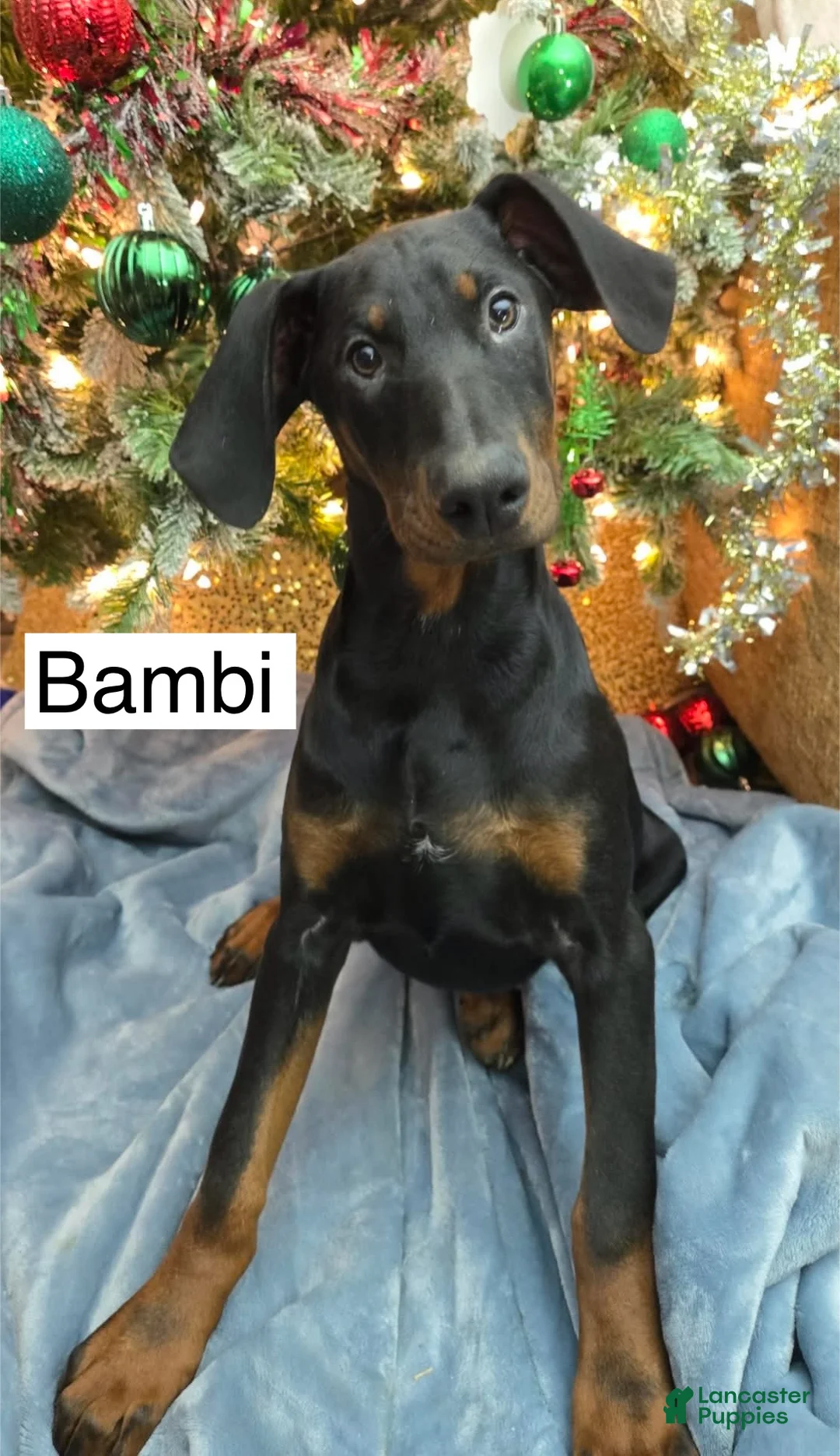 Doberman Pinscher dogs for sale: Bambi - Ad 8