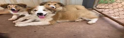 Collie dogs for sale: Martine - Ad 3