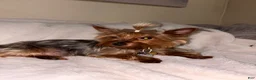 Yorkshire Terrier dogs for sale: Yorkshire Terrier 1 - Ad 2