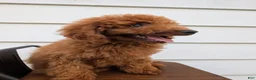 Irish Doodle dogs for sale: Mini Irish Doodle  - Ad 4