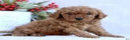 Mini Goldendoodle dogs for sale: Logan  - Ad 3