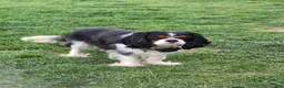 Cavalier King Charles Spaniel dogs for sale: Caramel  - Ad 5