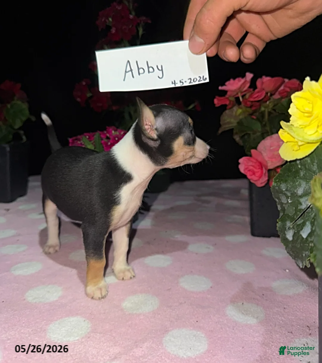 Chihuahua dogs for sale: Abby - Ad 3