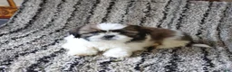 Shih Tzu dogs for sale: Rosie - Ad 3