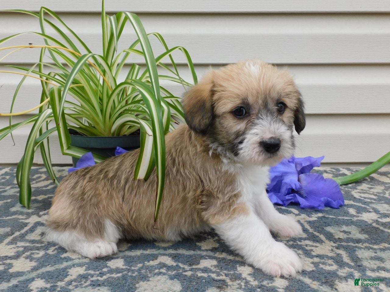 Corgipoo dogs Logan  - Ad 2
