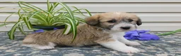 Corgipoo dogs for sale: Logan  - Ad 2
