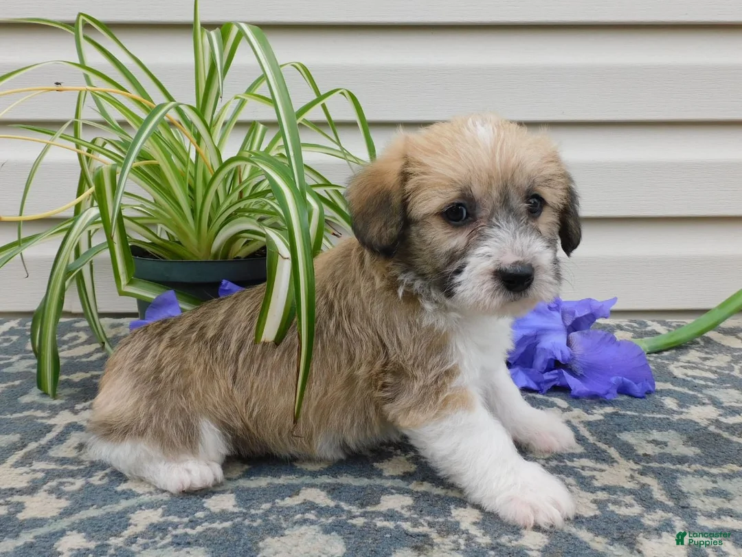 Corgipoo dogs for sale: Logan  - Ad 2