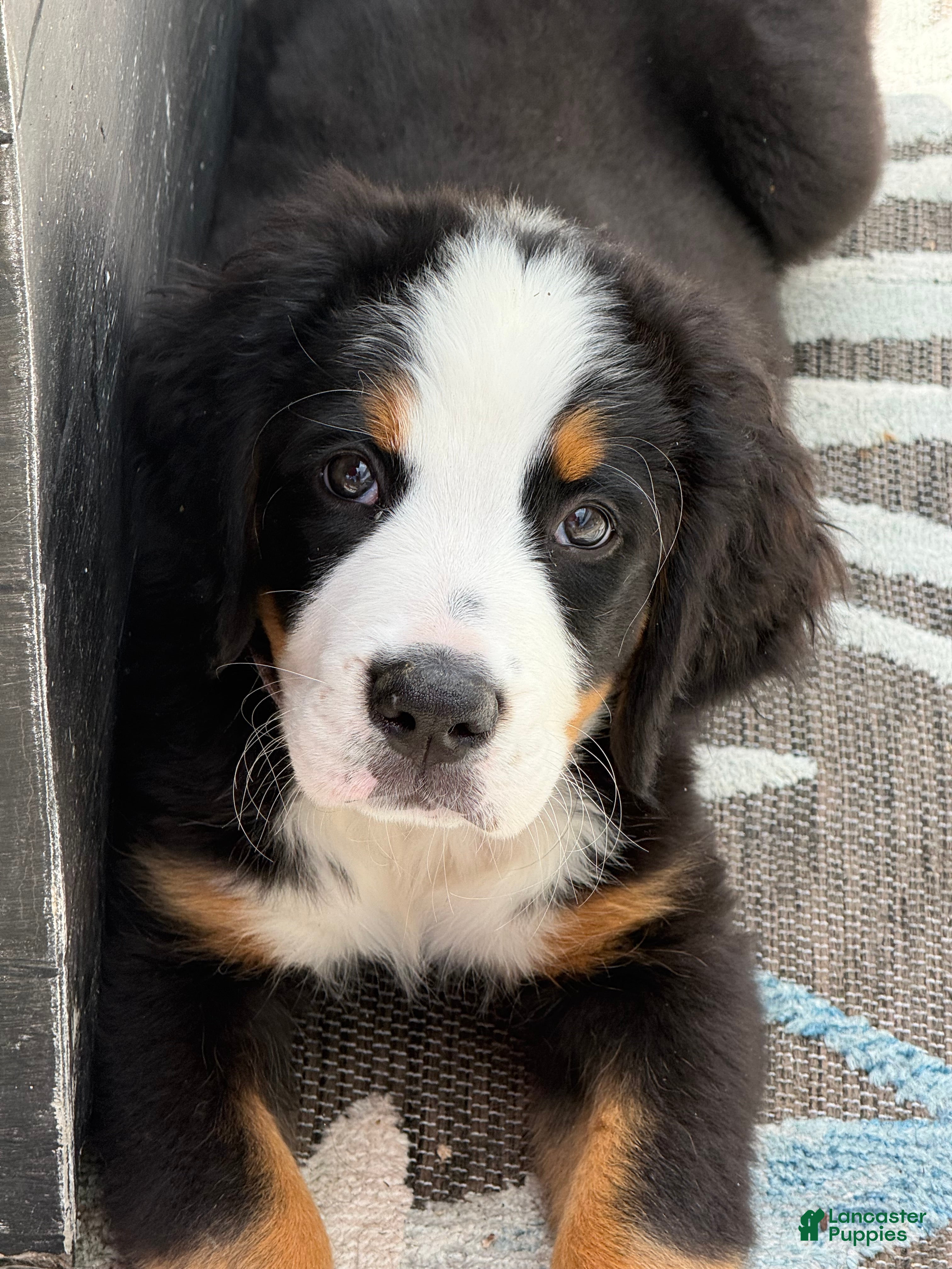 Bernese Mountain Dog dogs  Ms pink Bernese Mountain Dog Puppy 5 - Ad 35