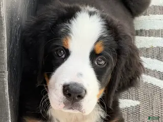 Bernese Mountain Dog dogs Ms pink Bernese Mountain Dog Puppy 5 - Ad 35